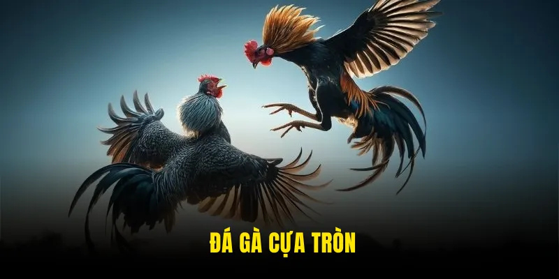 Đá gà cựa tròn