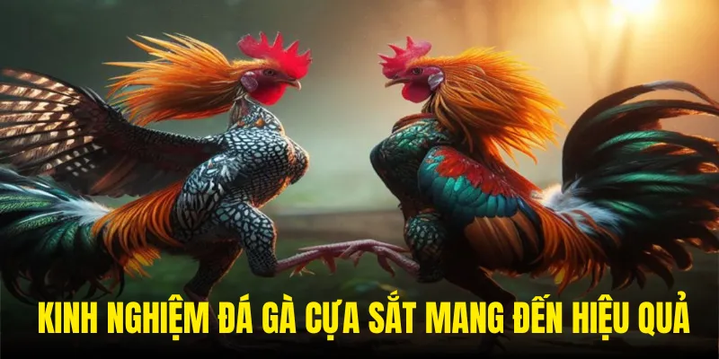 Kinh nghiệm chơi đá gà cựa sắt