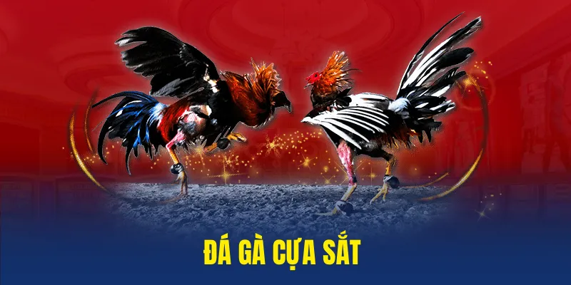 đá gà cựa sắt