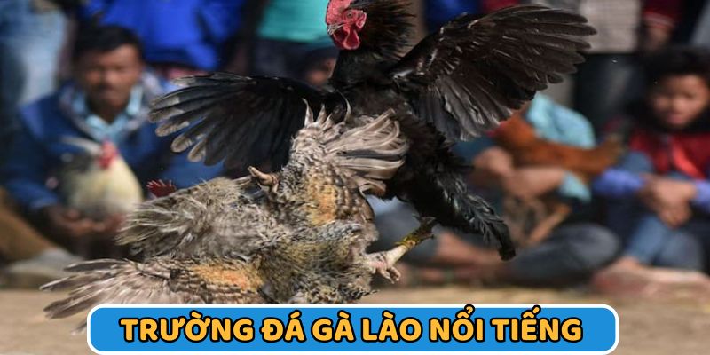 Đá gà Lào trường Savan uy tín