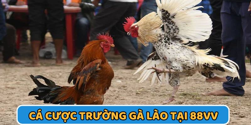 Đăng ký tài khoản 88VV để chơi đá gà Lào