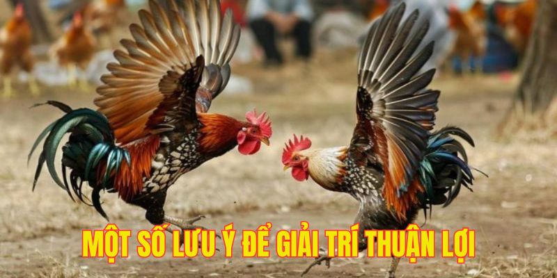 Một vài lưu ý để trải nghiệm trực tiếp đá gà hiệu quả