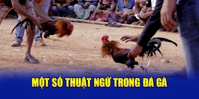thuật ngữ đá gà