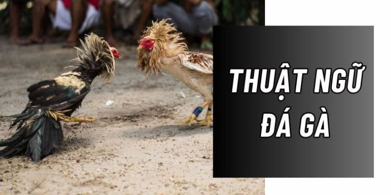 Danh sách các thuật ngữ quan trọng trong đá gà