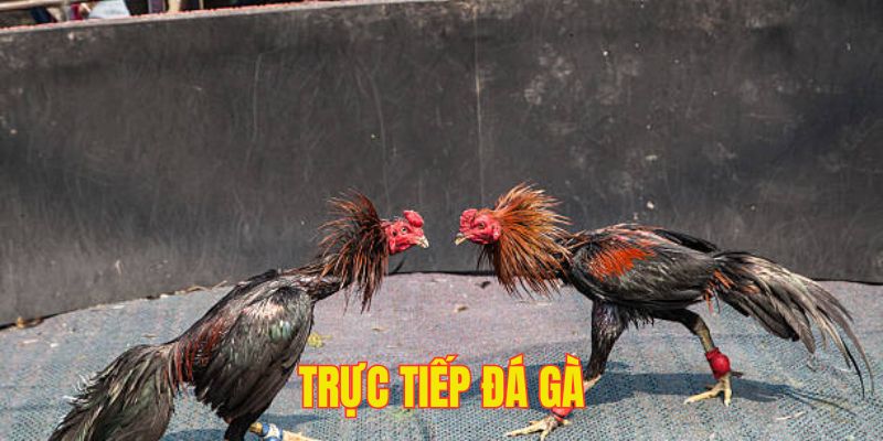 trực tiếp đá gà
