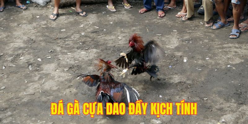 Màn chạm mào cựa sắt diễn ra thần tốc, cực sát phạt