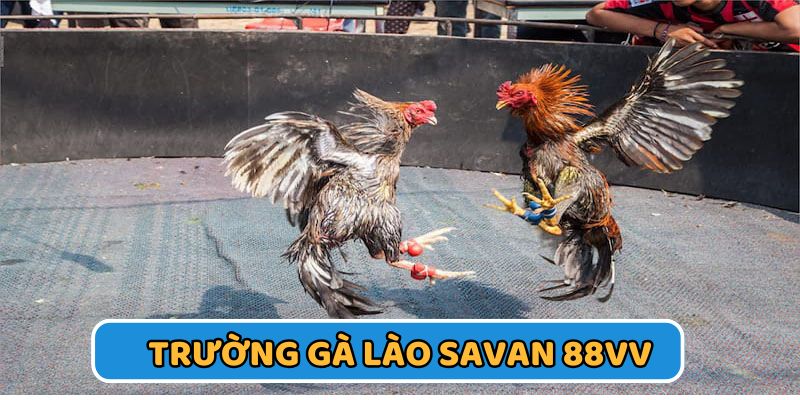 trường gà lào