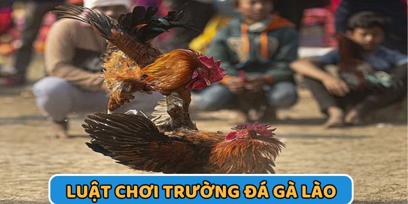 Trường gà Lào đa dạng hình thức chiến kê