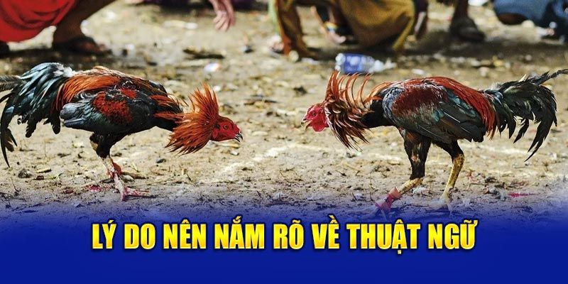 Lợi ích thiết thực của việc nắm rõ thuật ngữ đá gà